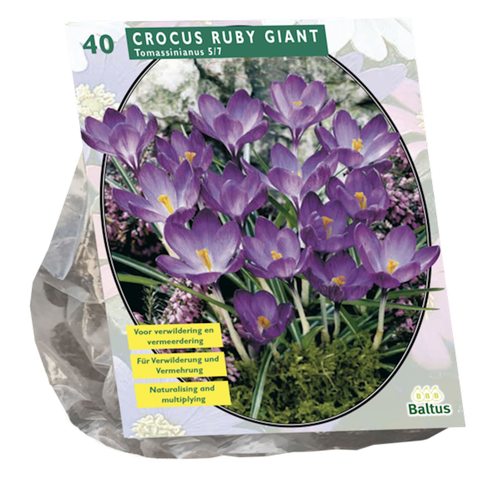 crocus-tomassinianus-ruby-giant-per-40