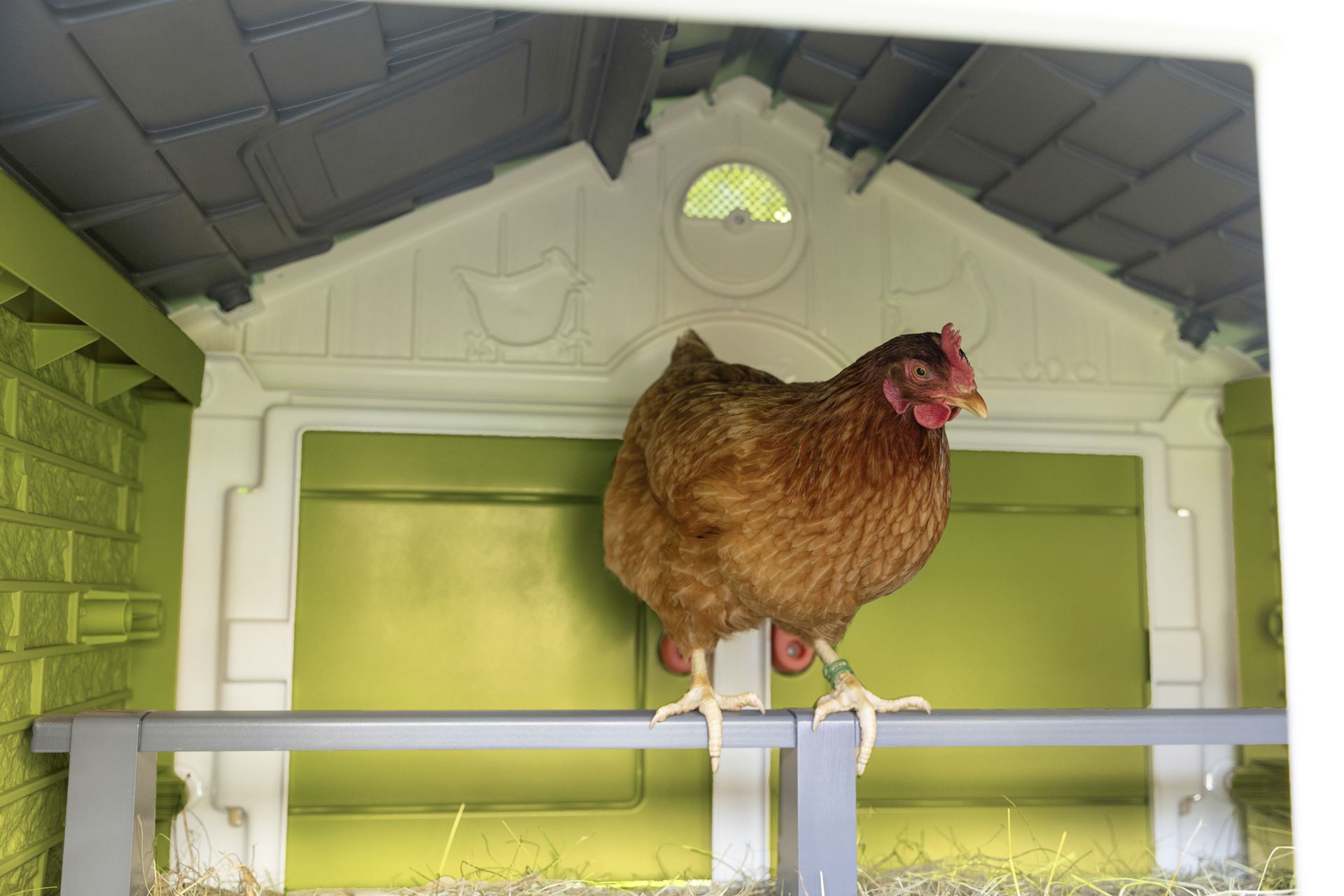 Cluck-cluck-cottage-green