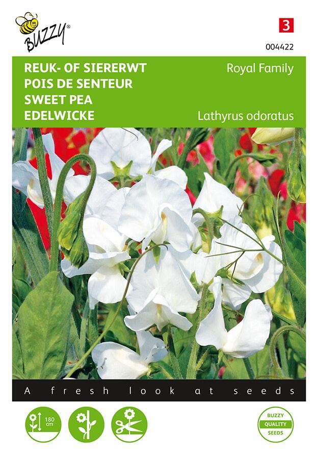 Lathyrus odoratus Royal Family White