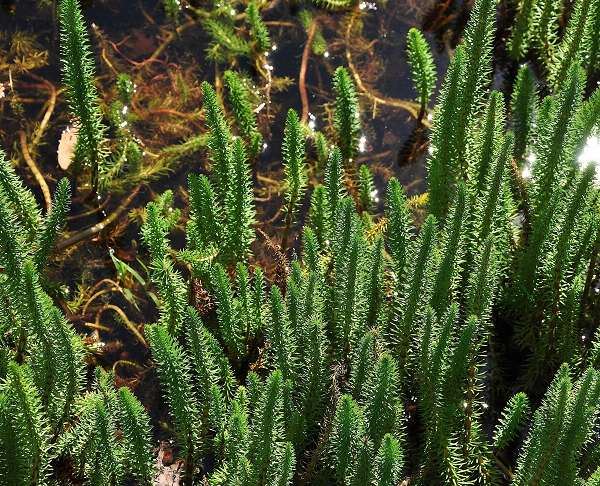 Hippuris vulgaris - panier à eau ø18 cm