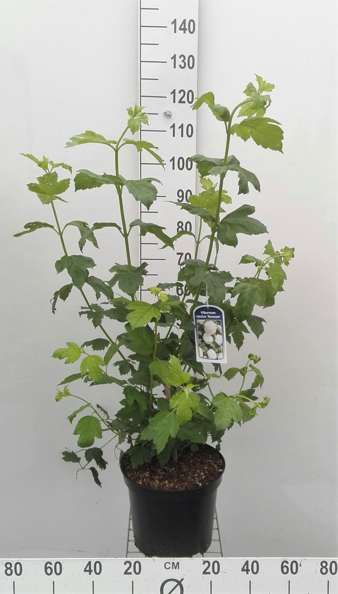 Viburnum opulus 'Roseum' - pot 10L - 80-100 cm