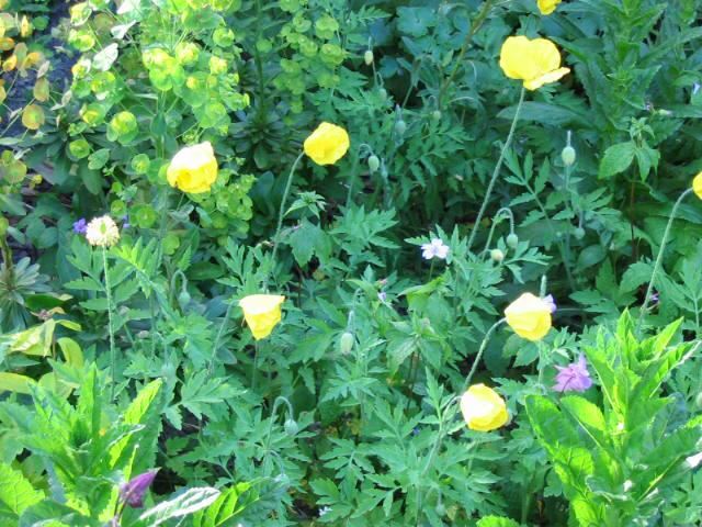 Plantenfiche-Meconopsis-cambrica