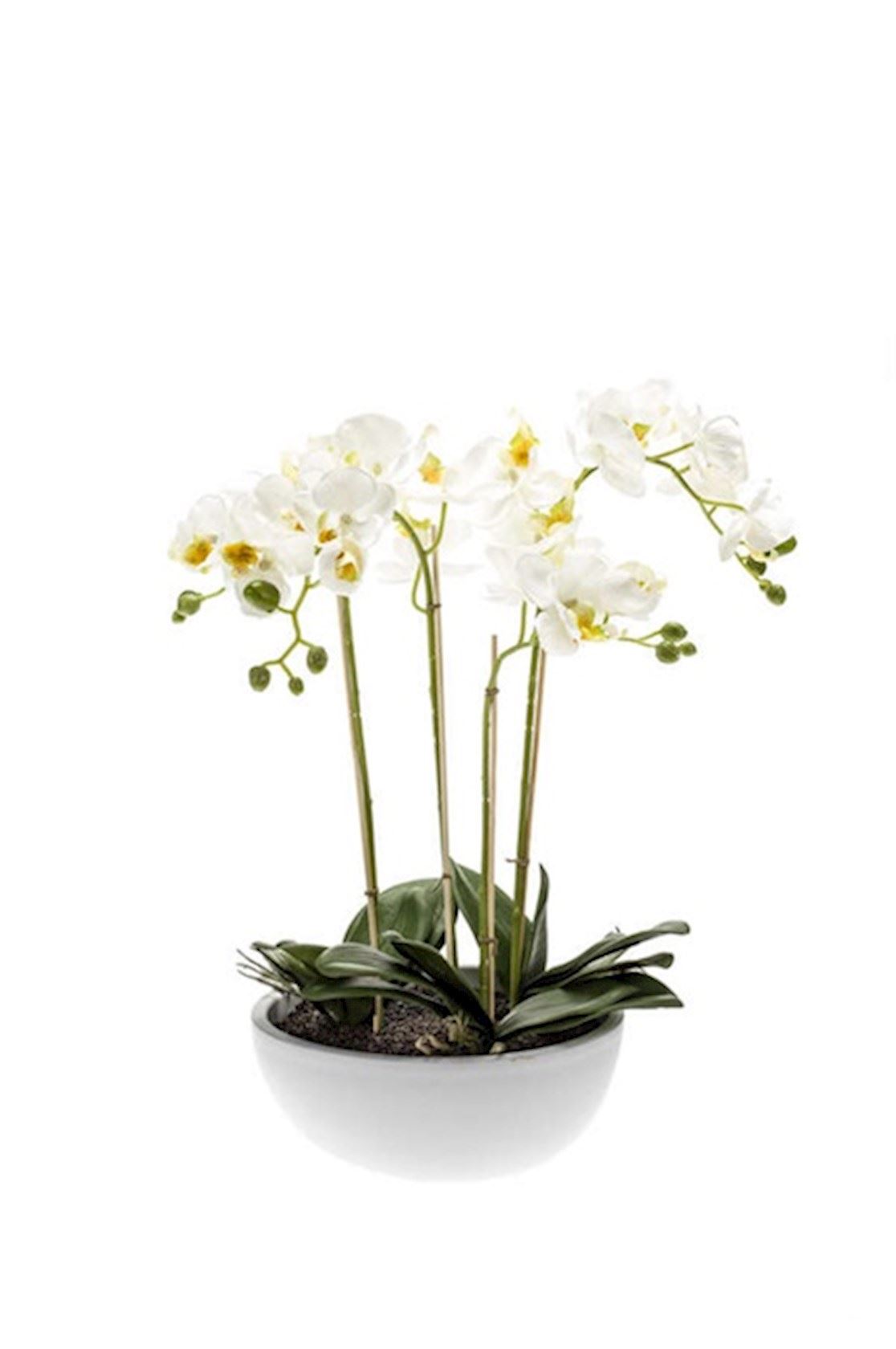 Phalaenopsis-plant-60cm-x4-in-white-bowl-25cm-white