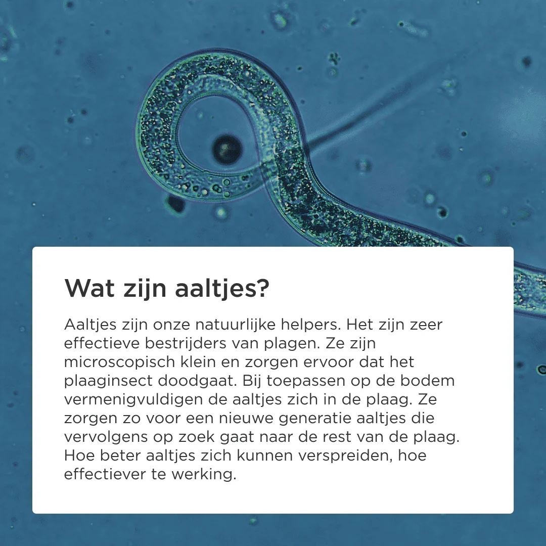 Aaltjes-FC-tegen-larven-wortel-preivlieg-10-mln-60-m2