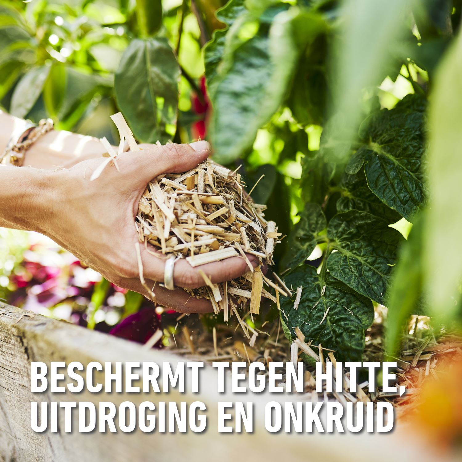 Turf-Miscanthus-50-L