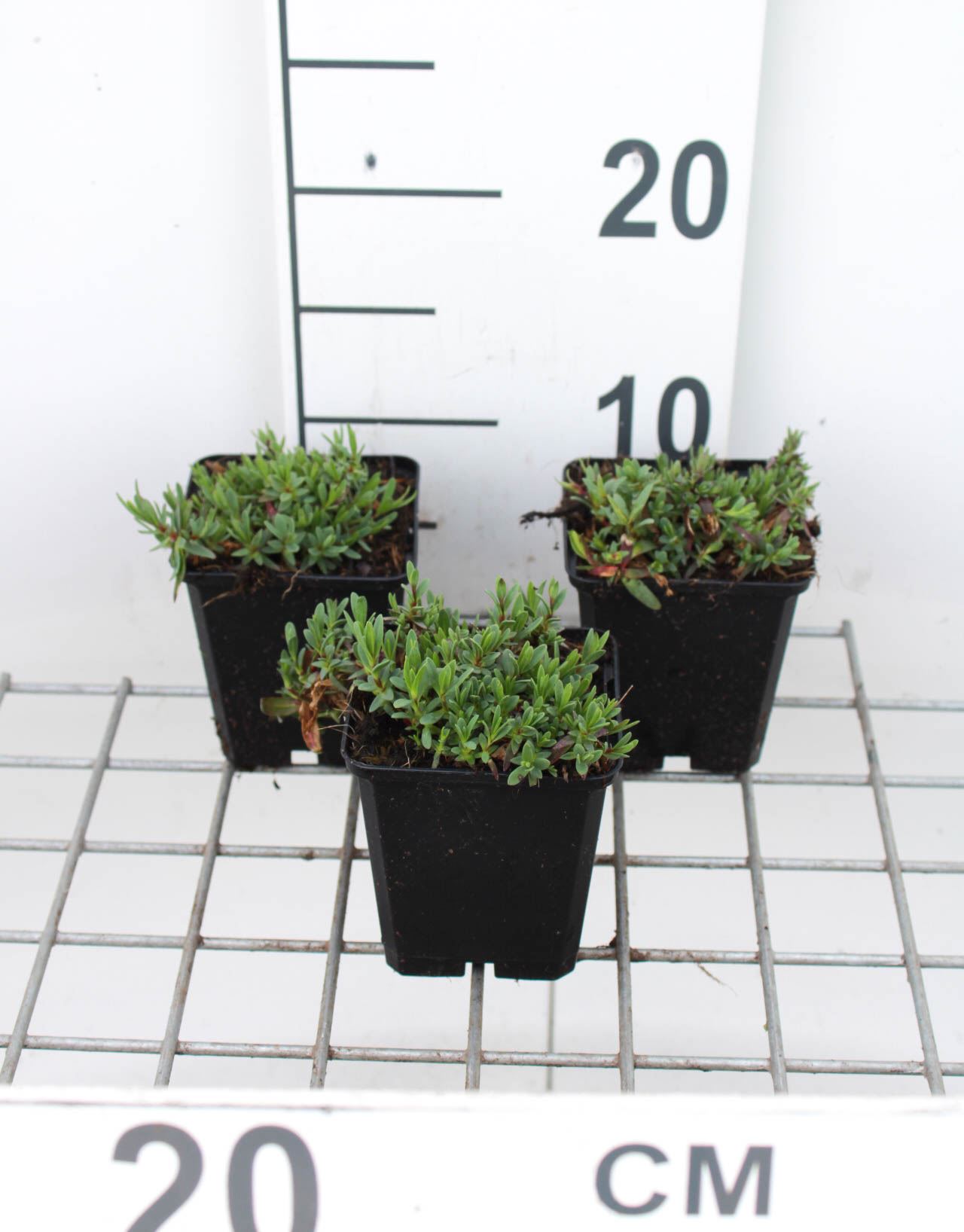 Gypsophila repens 'Rosea' - pot 9x9 cm