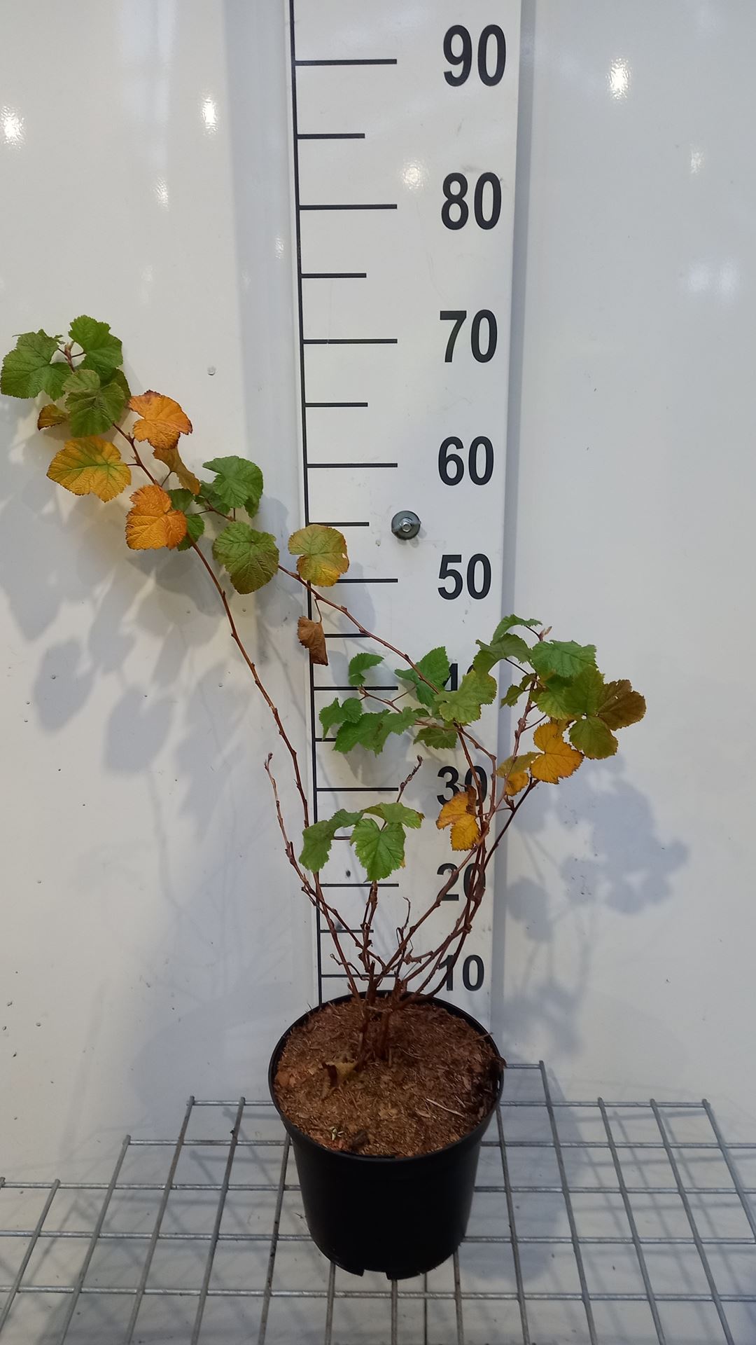 Rubus 'Benenden' - pot - 30-40 cm