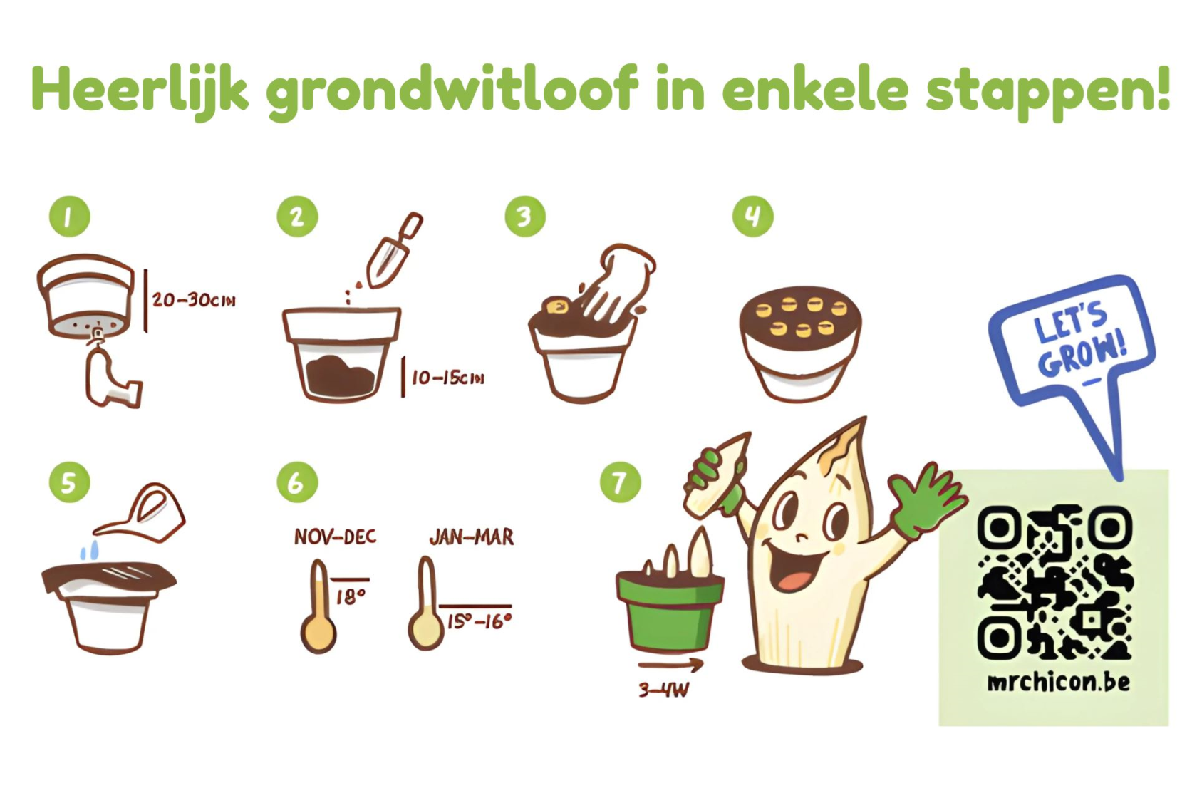 Witloofwortel-Mr-Chicon-zak-50stuks