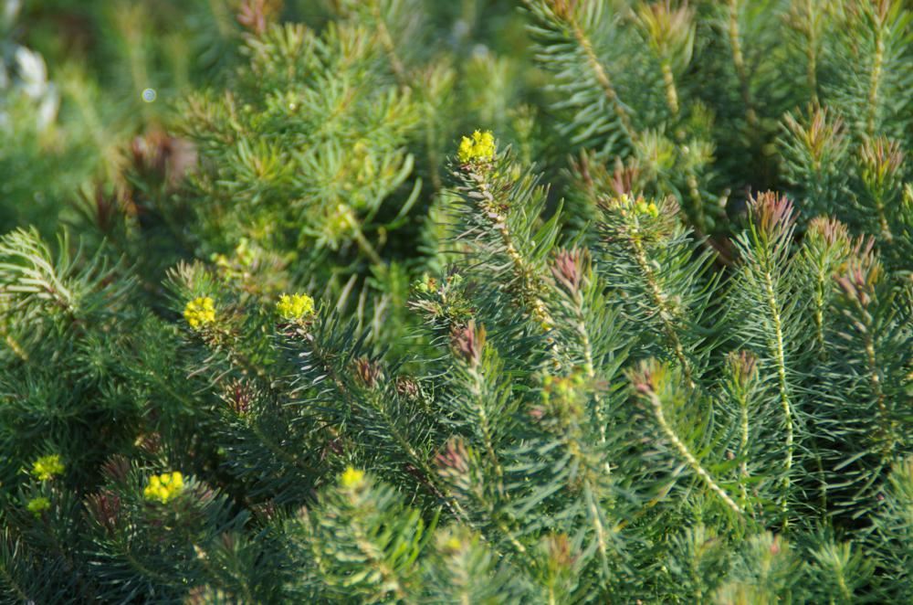 Plantenfiche-Euphorbia-cyparissias-Clarice-Howard-