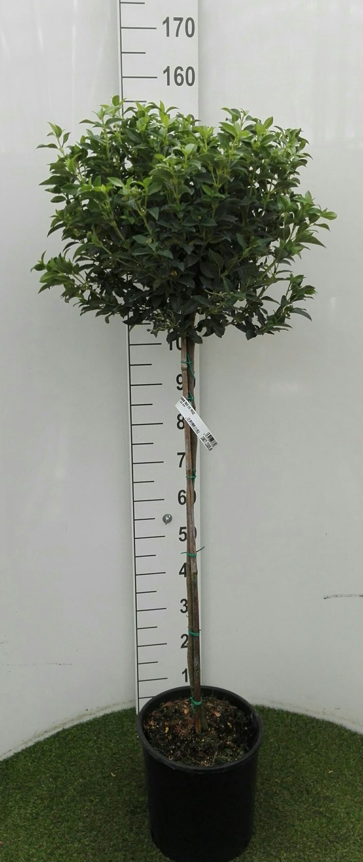 Viburnum tinus 'Eve Price' - pot 12L - semi-stem tree