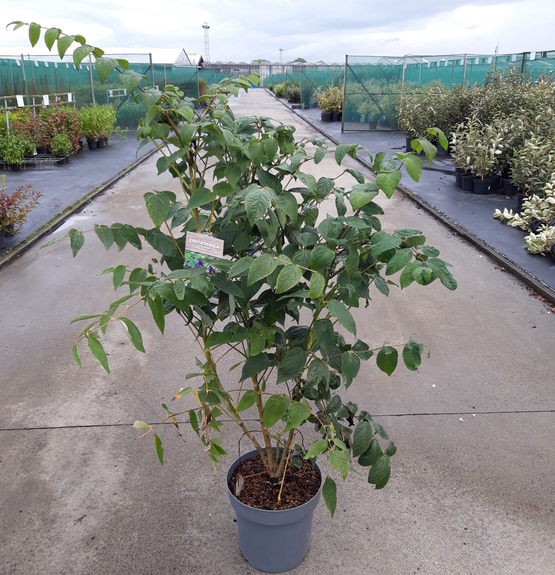 Decaisnea fargesii - pot 12L - 100-125 cm