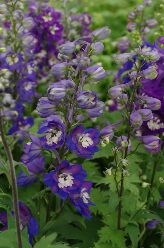 Plantenfiche-Delphinium-Magic-Fountains-Series