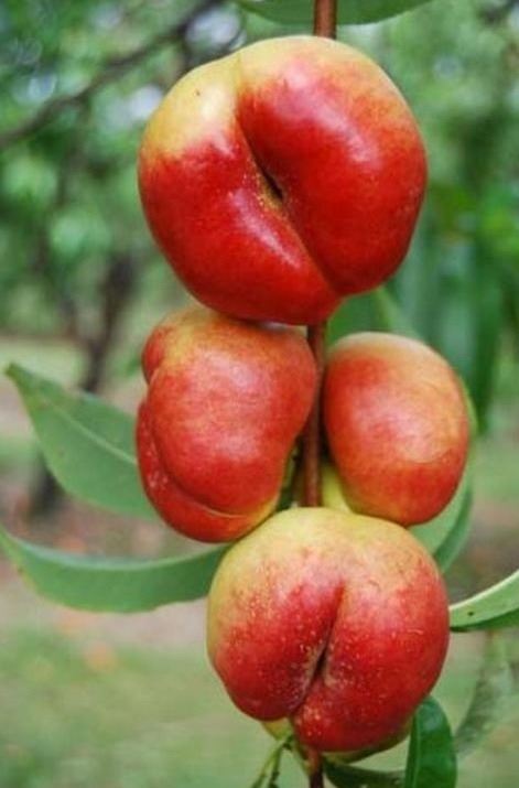 Prunus persica 'Flavortop' - pot - bush