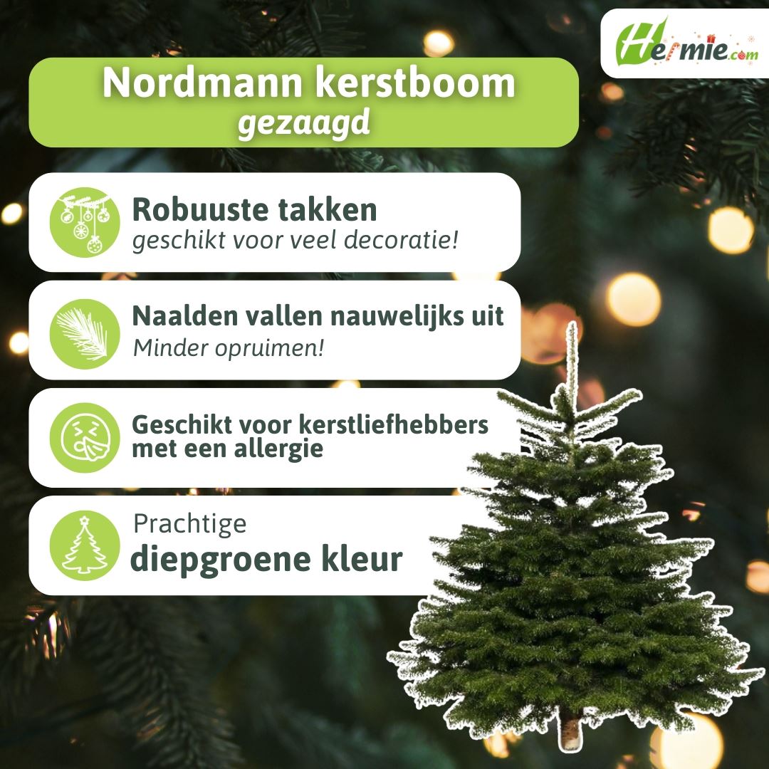 Abies-nordmanniana-gezaagd-100-125-1ste-keus