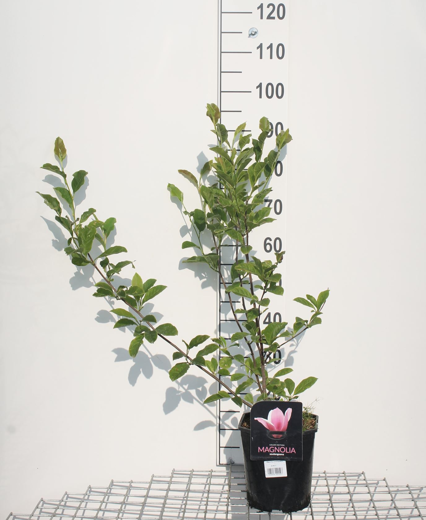 Magnolia x soulangeana - pot - 50-60 cm