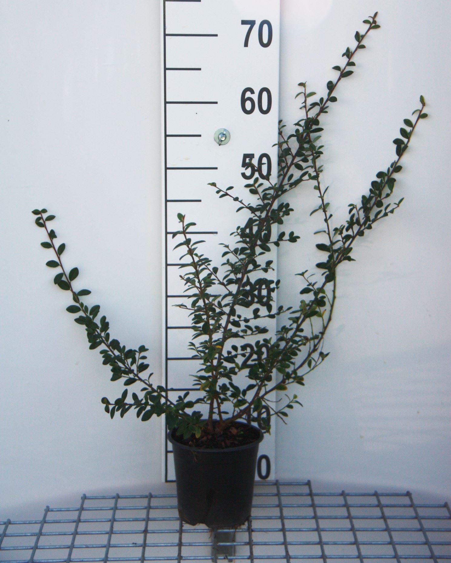 Cotoneaster x suecicus 'Coral Beauty' - pot 1,3L - 30-40 cm