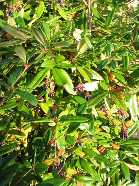 Plantenfiche-Berberis-julianae