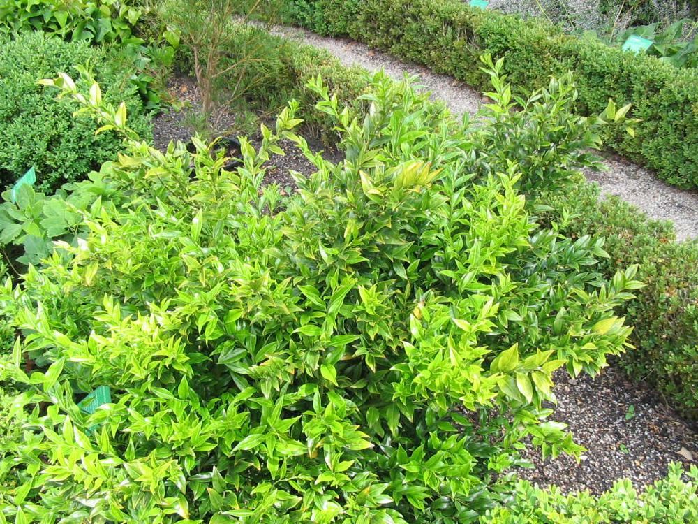 Plantenfiche-Sarcococca-confusa