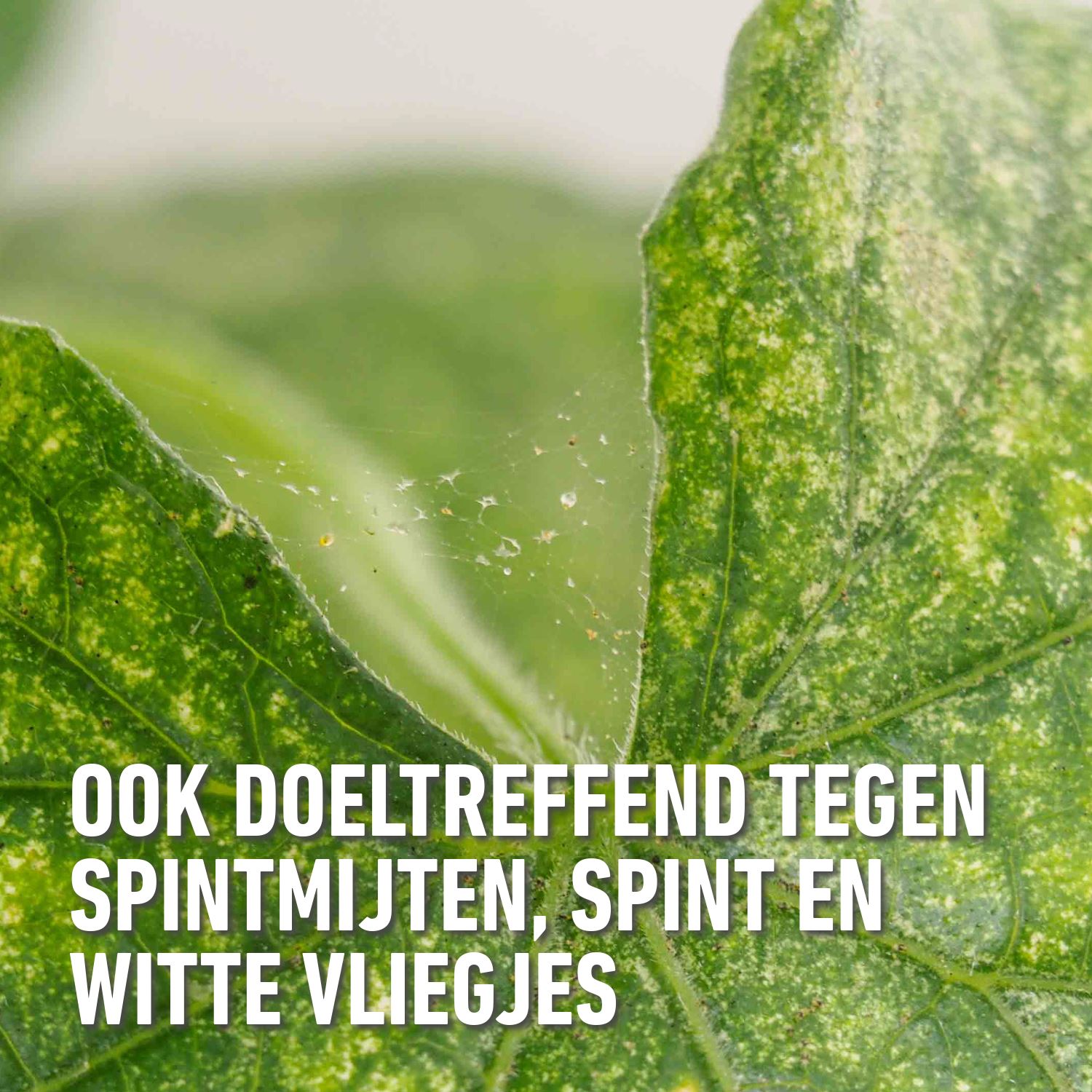 Compo-fazilo-spray-anti-bladluis-400ml