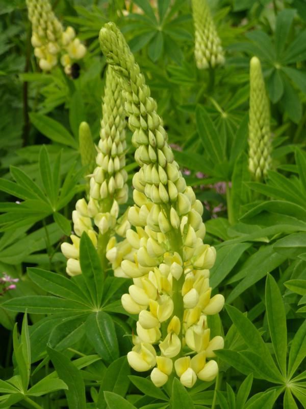 Plantenfiche-Lupinus-Chandelier-