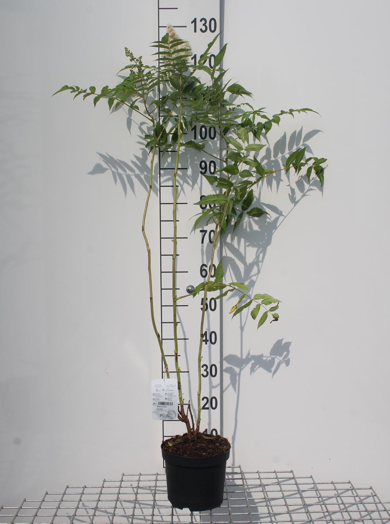 Sorbaria sorbifolia 'Sem' - pot - 30-40 cm
