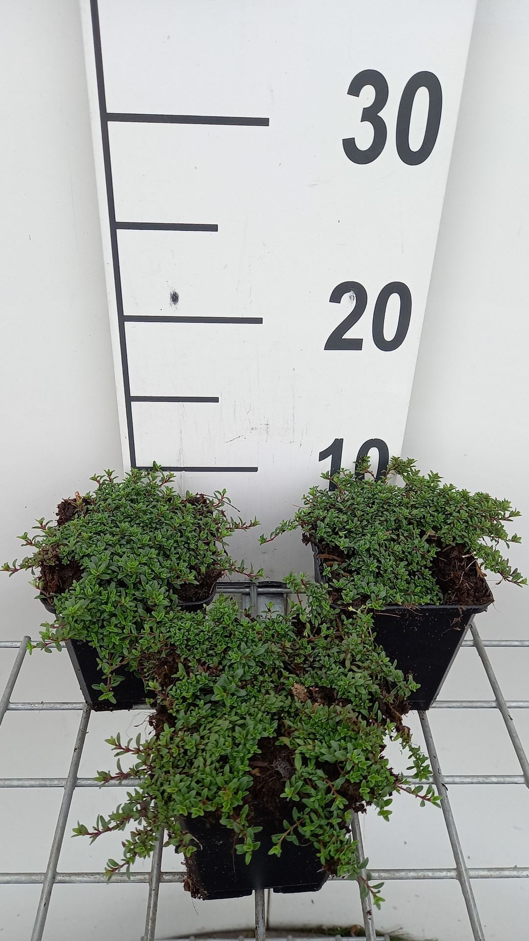 Thymus praecox 'Purple Beauty' - pot 9x9 cm