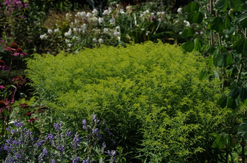 Plantenfiche-Solidago-Loysder-Crown-