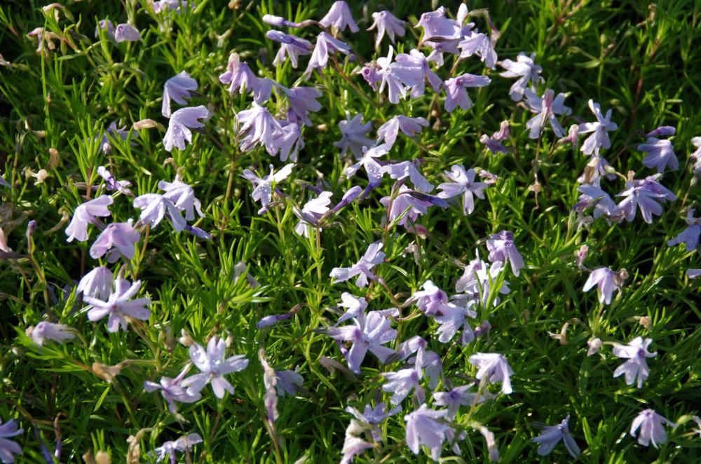 Plantenfiche-Phlox-Emerald-Cushion-Blue-