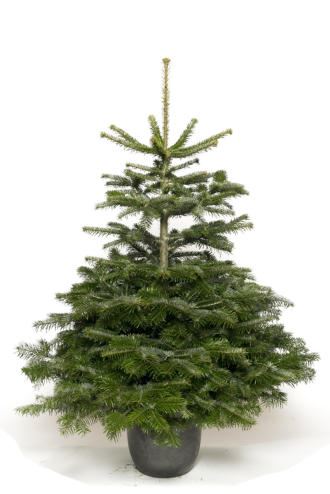 Abies-nordmanniana-125-150-cm-C12