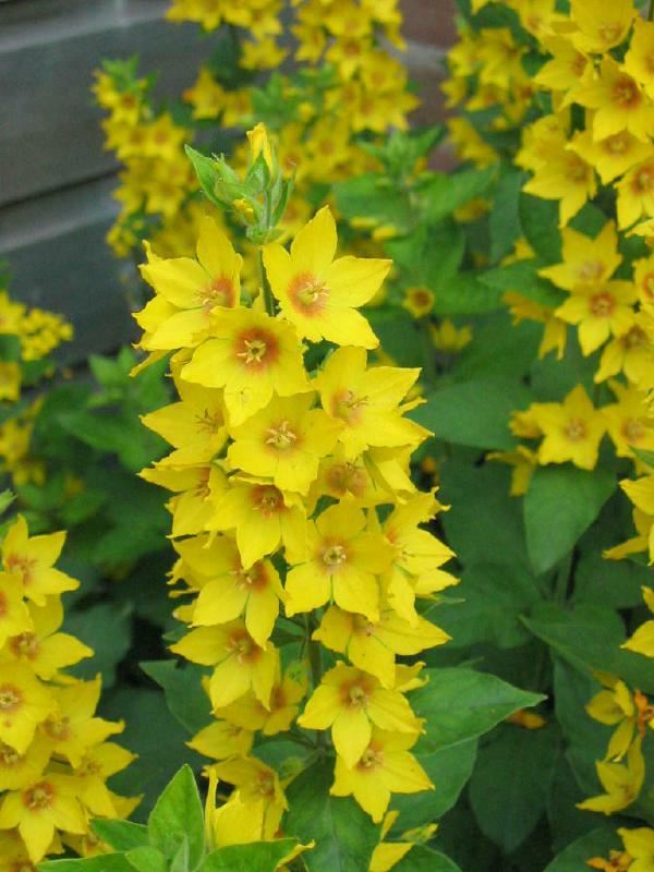 Plantenfiche-Lysimachia-punctata
