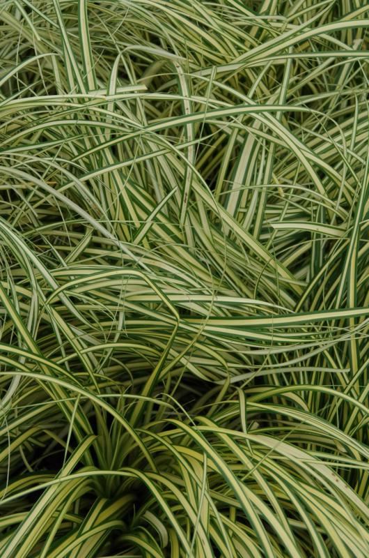 Plantenfiche-Carex-oshimensis-Evergold-