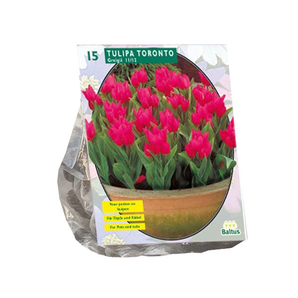 Tulipa-Toronto-Greigii-per-15
