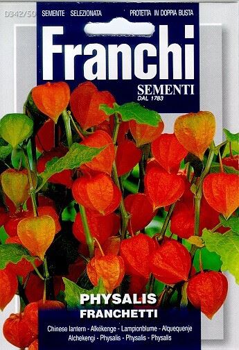 Fr-Lampionplant-Physalis-franchetti-342-50