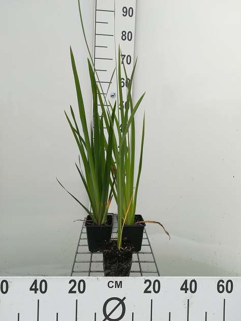 Iris pseudacorus - pot 9x9 cm