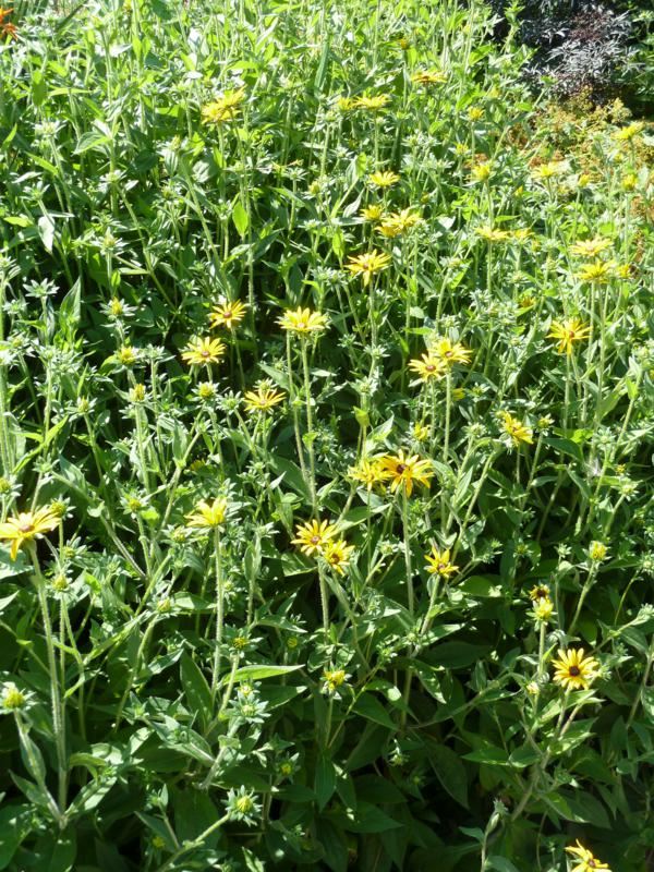 Plantenfiche-Rudbeckia-fulgida-var-deamii