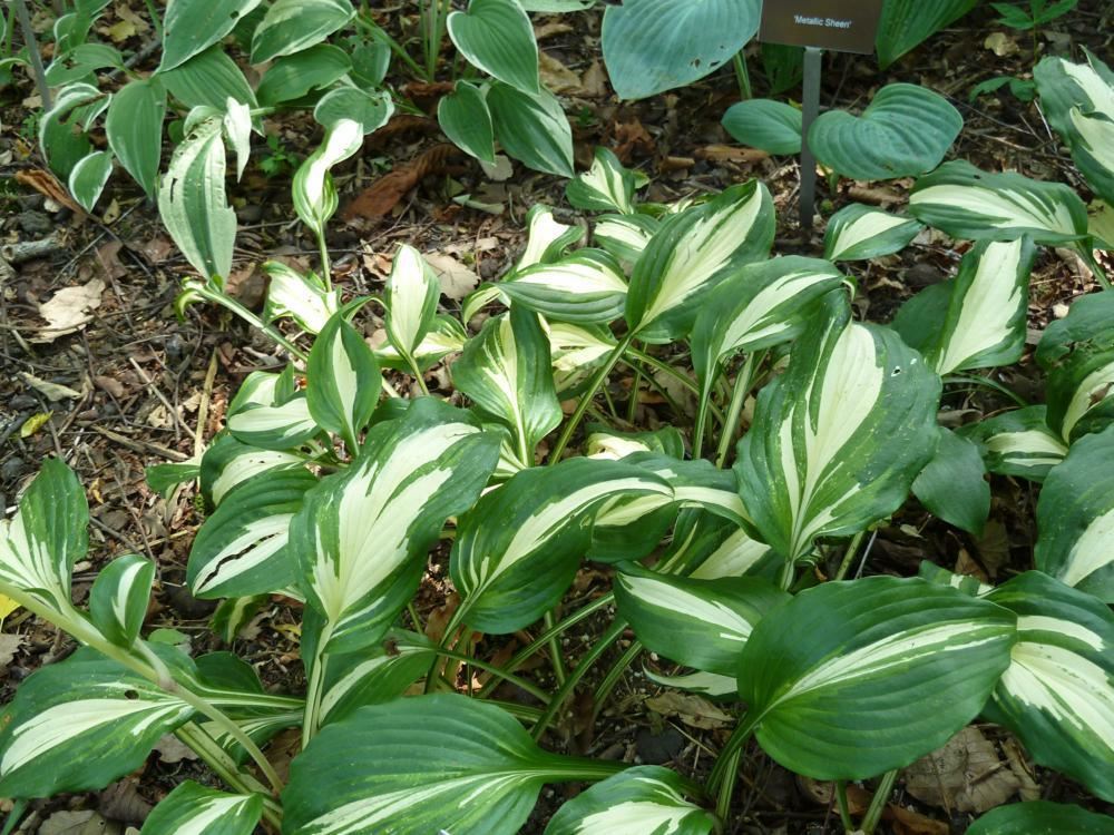 Plantenfiche-Hosta-Undulata-Mediovariegata-