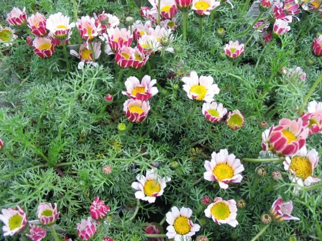 Plantenfiche-Anacyclus-pyrethrum-var-depressus