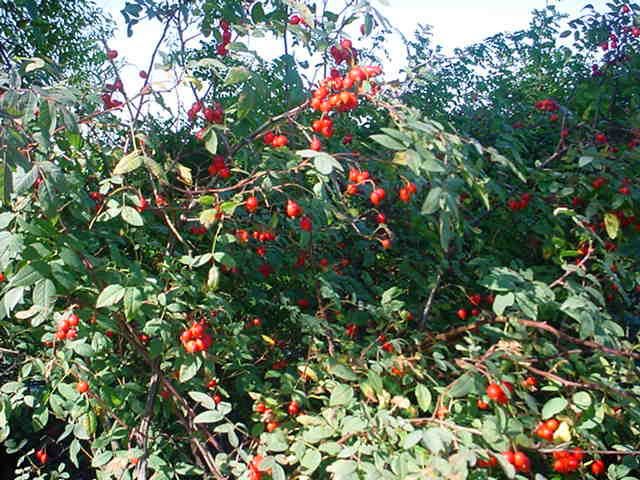 Plantenfiche-Rosa-glauca