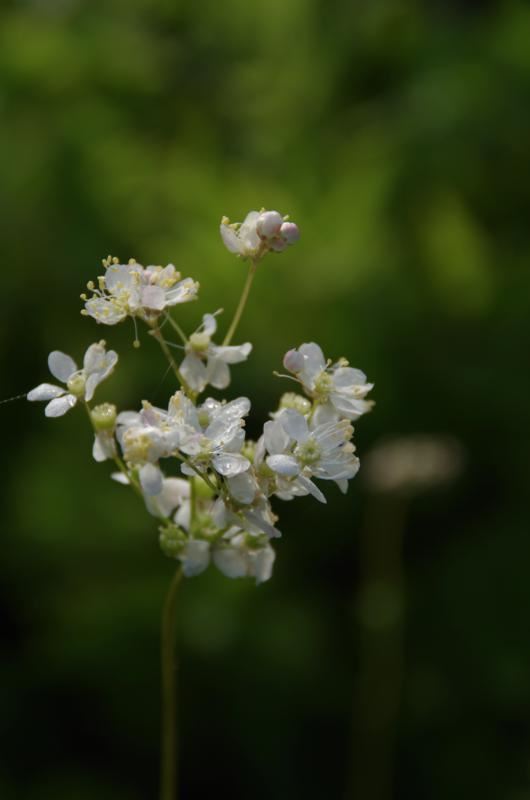 Plantenfiche-Filipendula-vulgaris