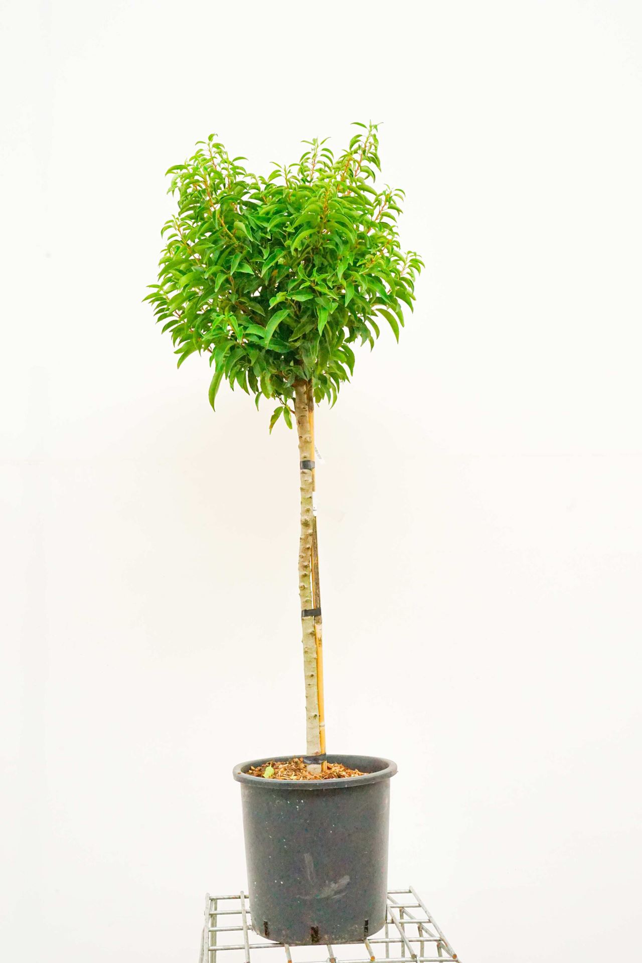 Prunus lusitanica 'Angustifolia' - pot 18L - semi-stem tree