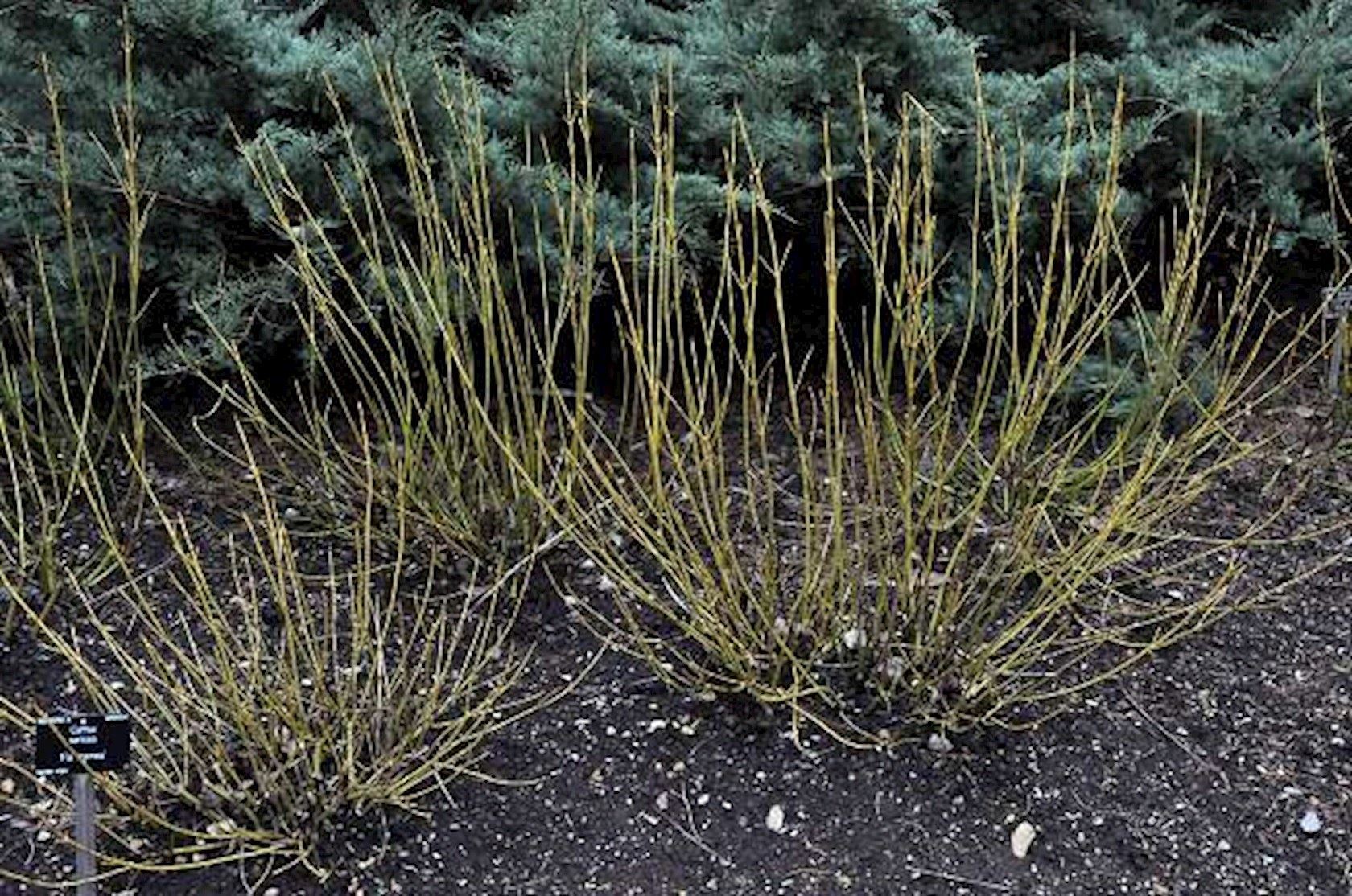 Plantenfiche-Cornus-sericea-Flaviramea-