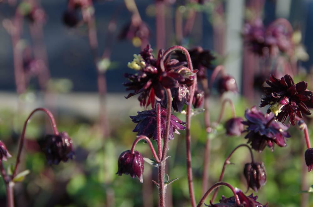 Plantenfiche-Aquilegia-vulgaris-Black-Barlow-