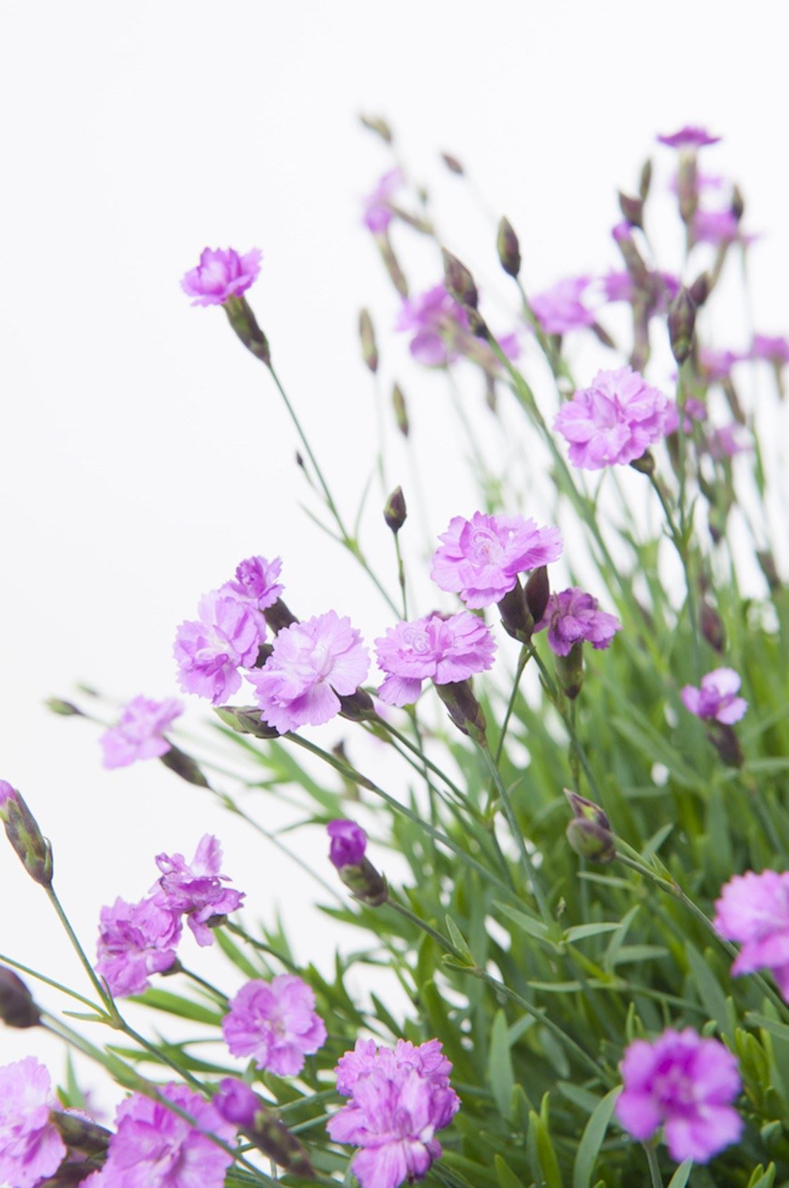 Plantenfiche-Dianthus-gratianopolitanus-Pink-Jewel-