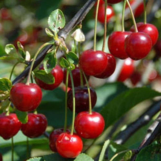 Prunus cerasus 'Morello' (Morel, Rubin, Schattenmorelle) - pot - semi-stem tree