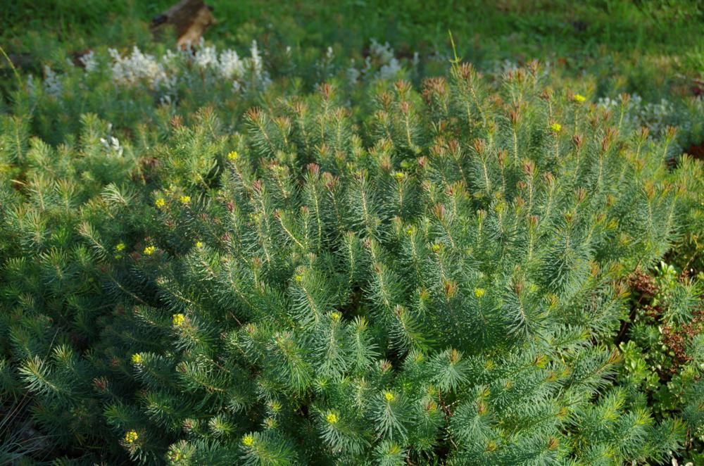 Plantenfiche-Euphorbia-cyparissias-Clarice-Howard-