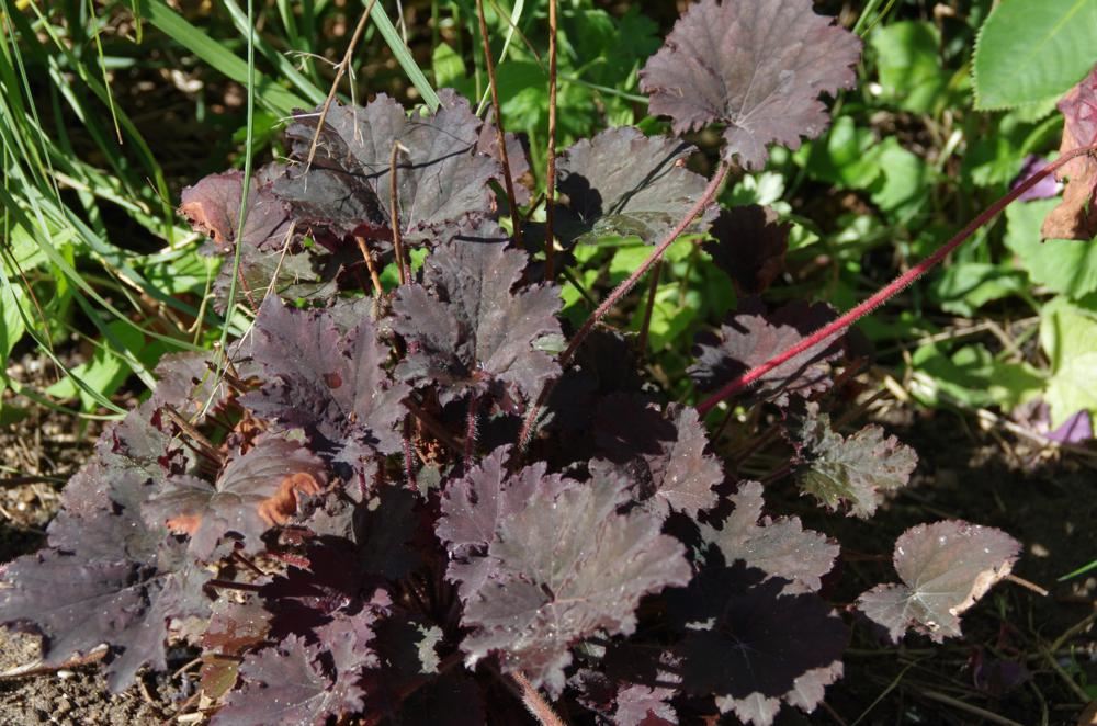 Plantenfiche-Heuchera-Binoche-