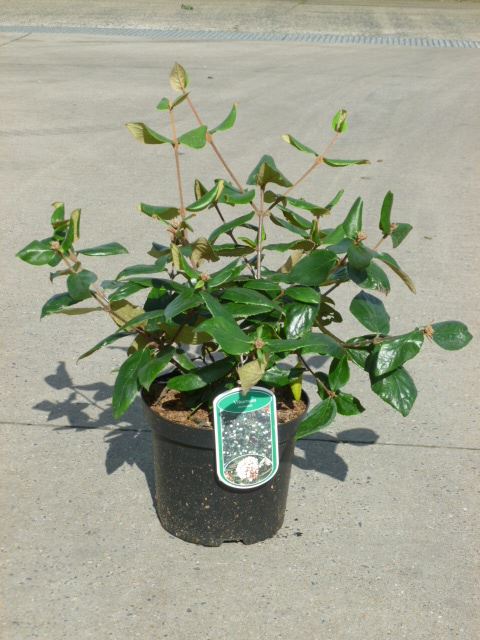 Viburnum x burkwoodii - pot - 40-50 cm