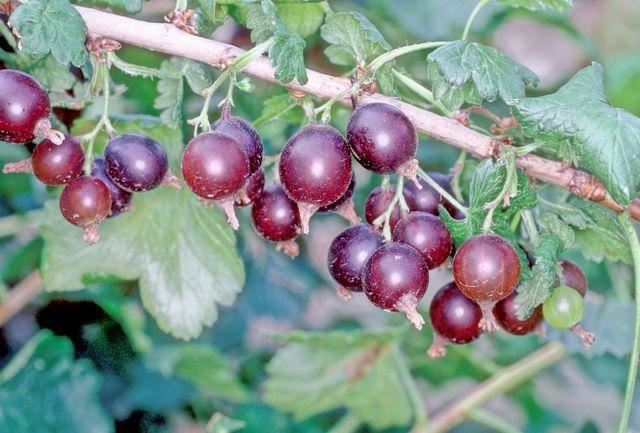 Ribes 'Josta' (Jostaberry) - pot - semi-stem tree