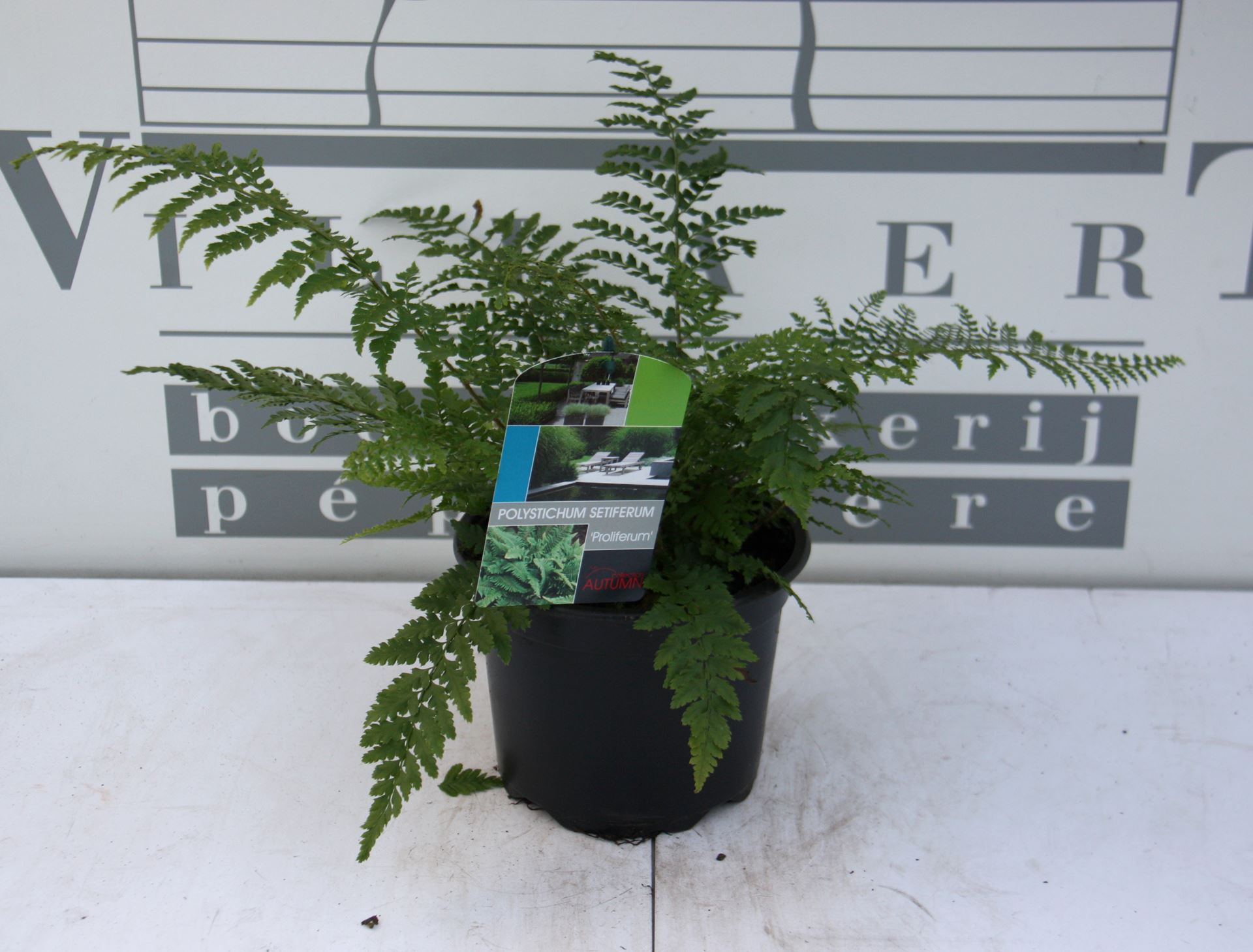 Polystichum setiferum 'Proliferum' - pot 2L