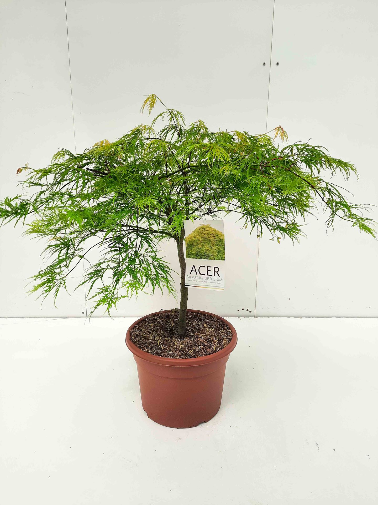 Acer palmatum 'Dissectum' - pot 15L - 60-80 cm